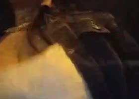 Analpussycum